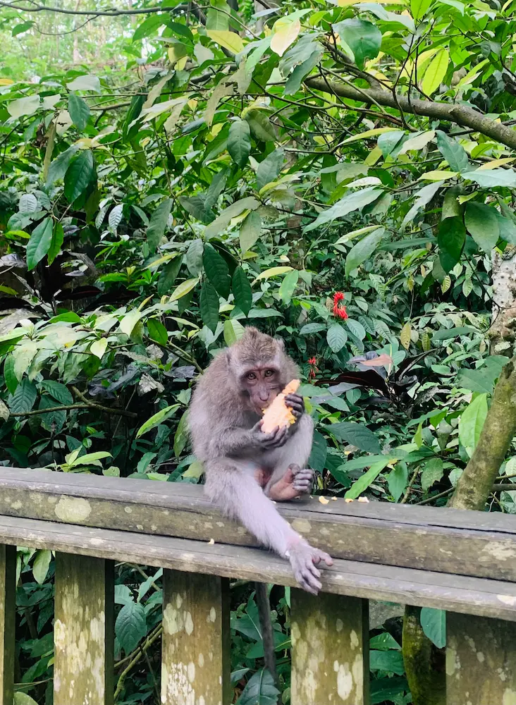 monkey forest ubud bali singe