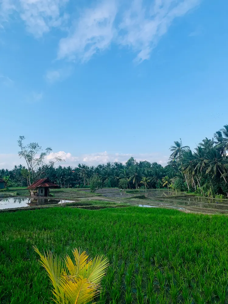 riziere bali indonesie