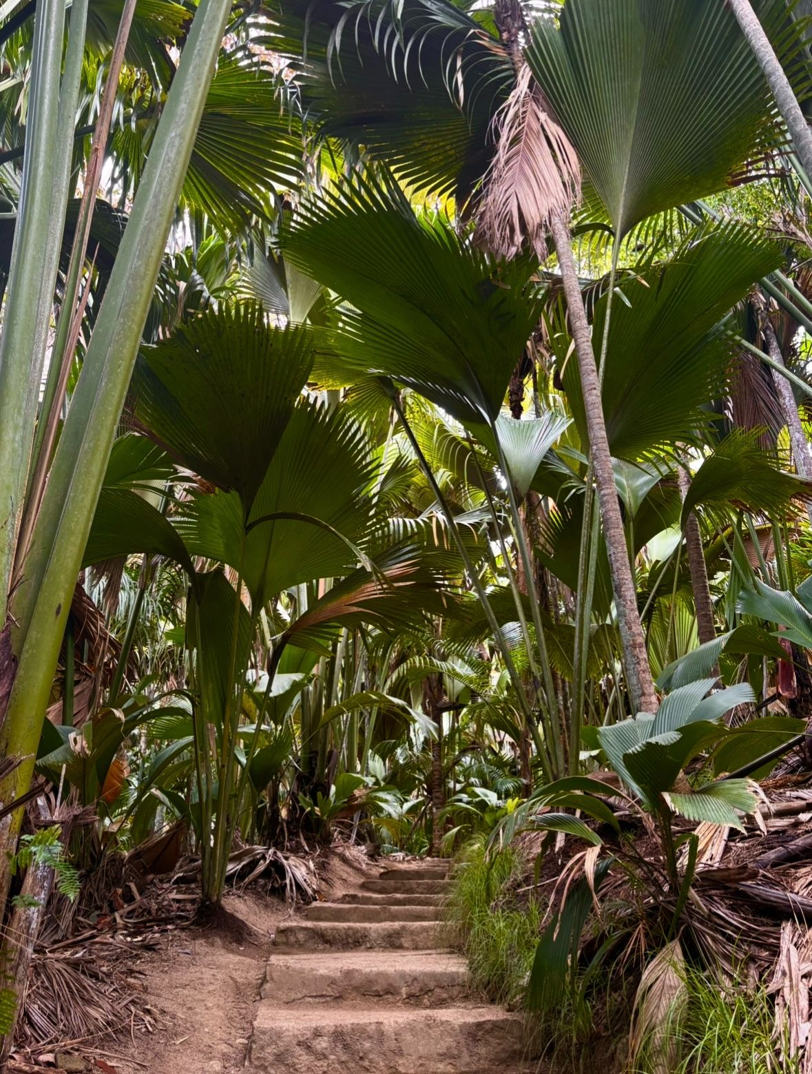 Vallee mai praslin seychelles voyage